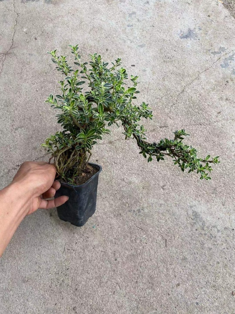 六月雪造型悬崖带盆整箱批发基地直销
