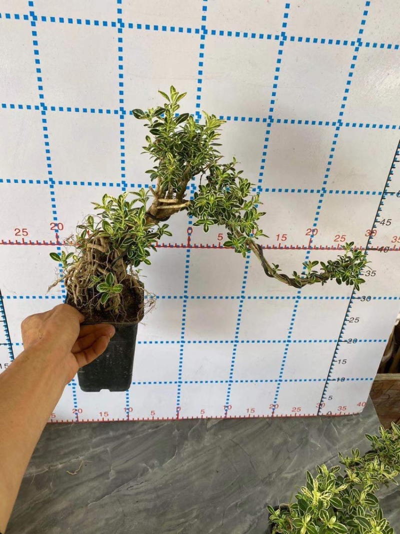 六月雪造型悬崖带盆整箱批发基地直销