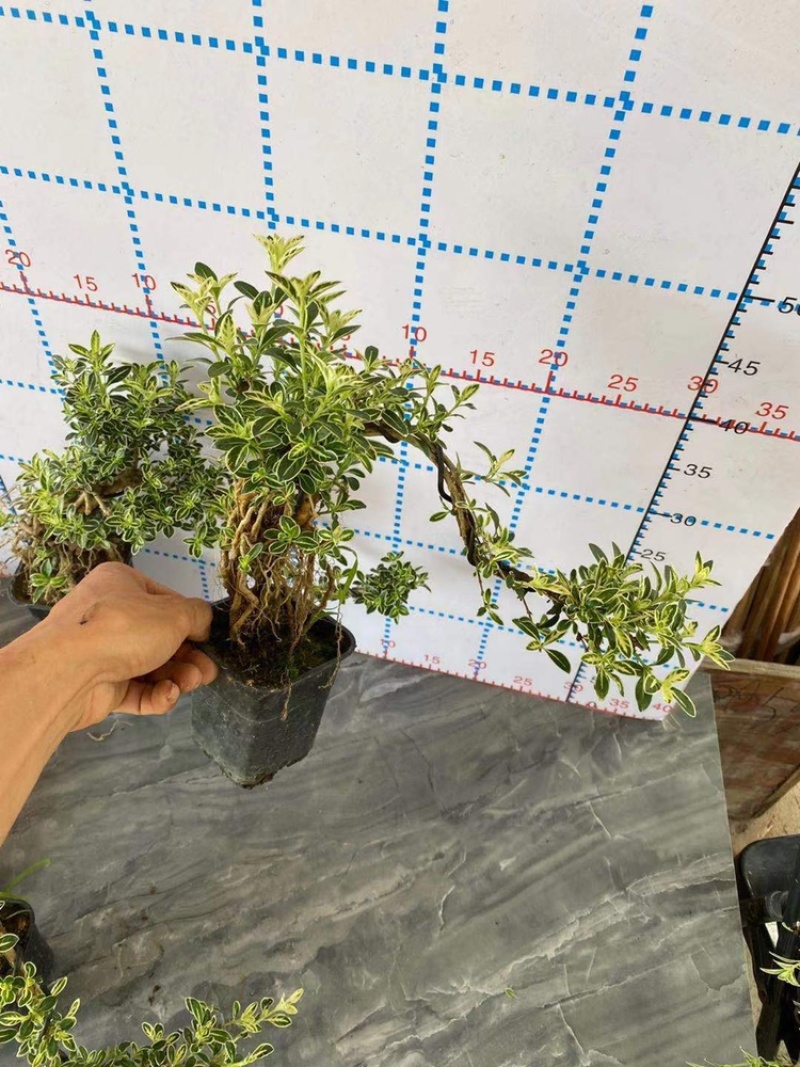 六月雪造型悬崖带盆整箱批发基地直销