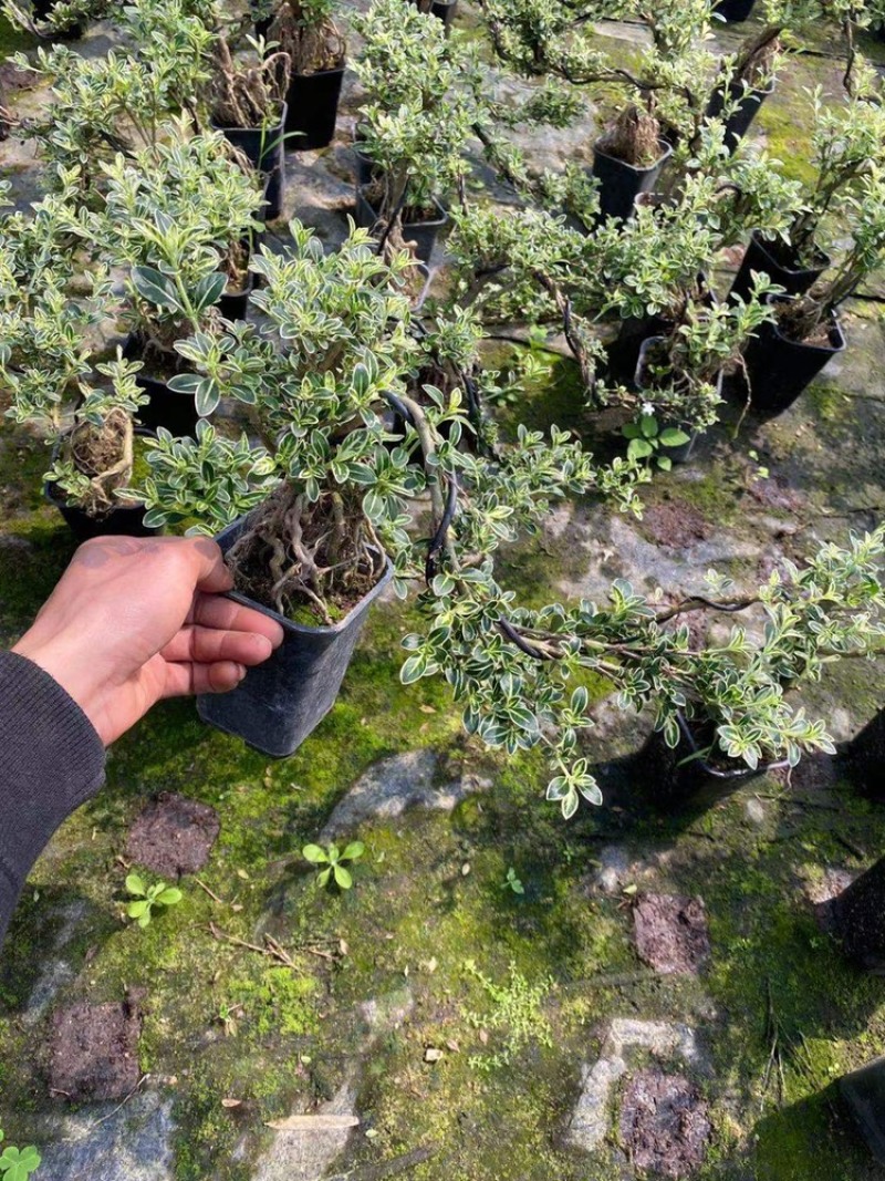 六月雪造型悬崖带盆整箱批发基地直销