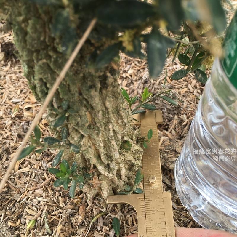 黄杨素材黄杨盆景雀舌龙鳞黑珍珠