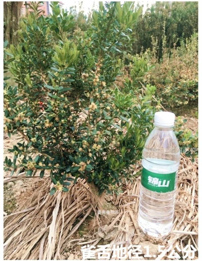 黄杨素材黄杨盆景雀舌龙鳞黑珍珠