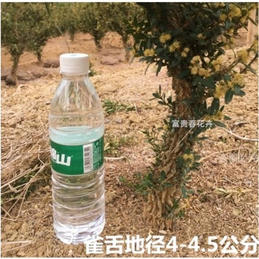 黄杨素材黄杨盆景雀舌龙鳞黑珍珠