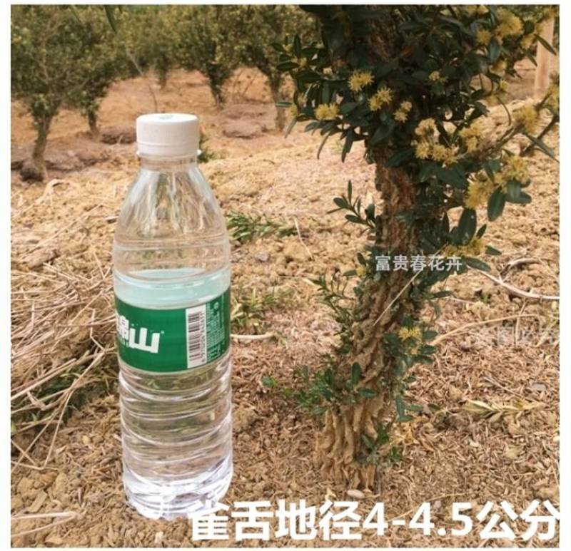 黄杨素材黄杨盆景雀舌龙鳞黑珍珠