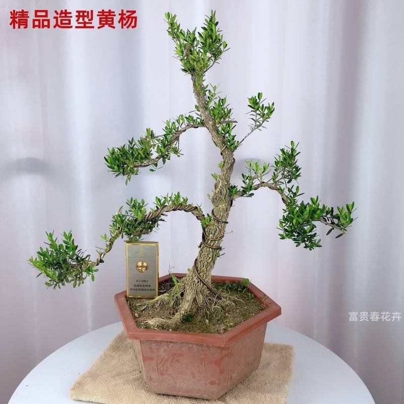 黄杨素材黄杨盆景雀舌龙鳞黑珍珠