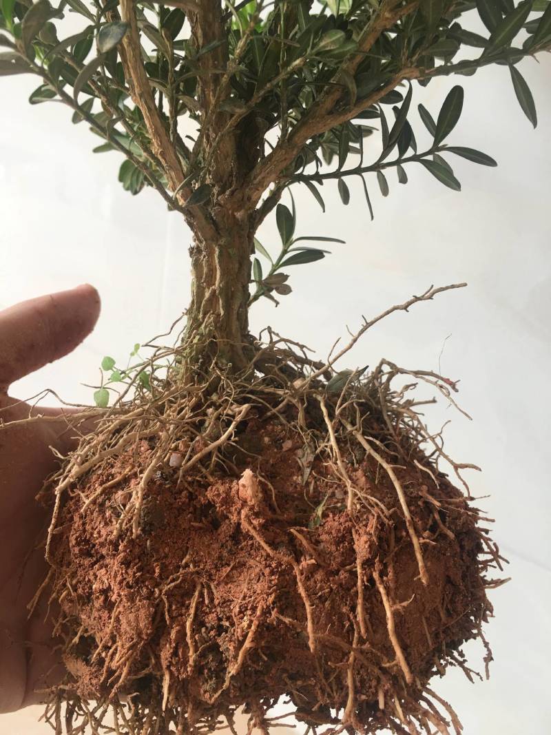 黄杨素材黄杨盆景雀舌龙鳞黑珍珠