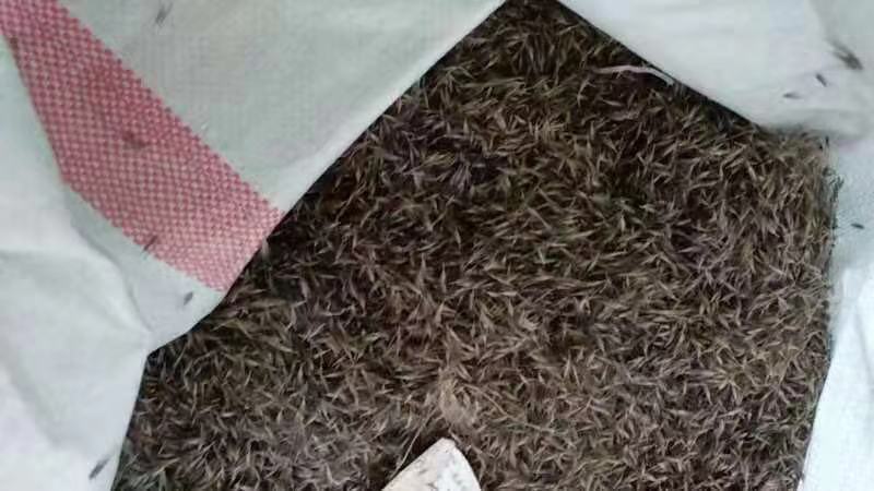 观赏狼尾草种子紫护坡草种子籽易种活道路景区美化亩用量6斤