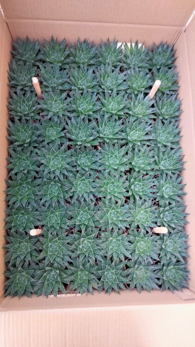 【多肉植物】波露带盆盆景整箱批发基地直发欢迎下单