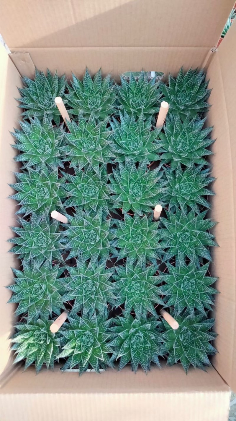 【多肉植物】波露带盆盆景整箱批发基地直发欢迎下单