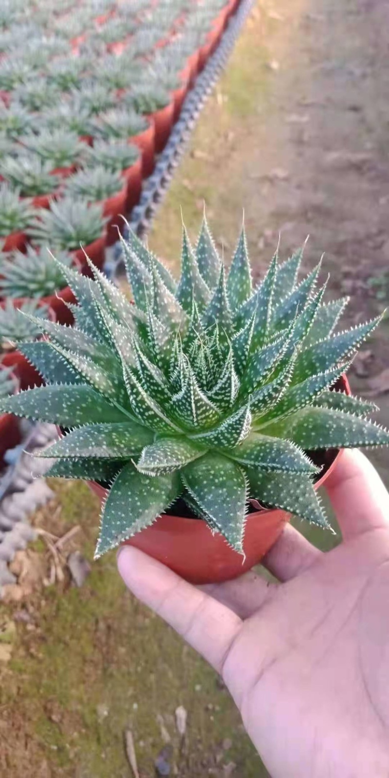 【多肉植物】波露带盆盆景整箱批发基地直发欢迎下单