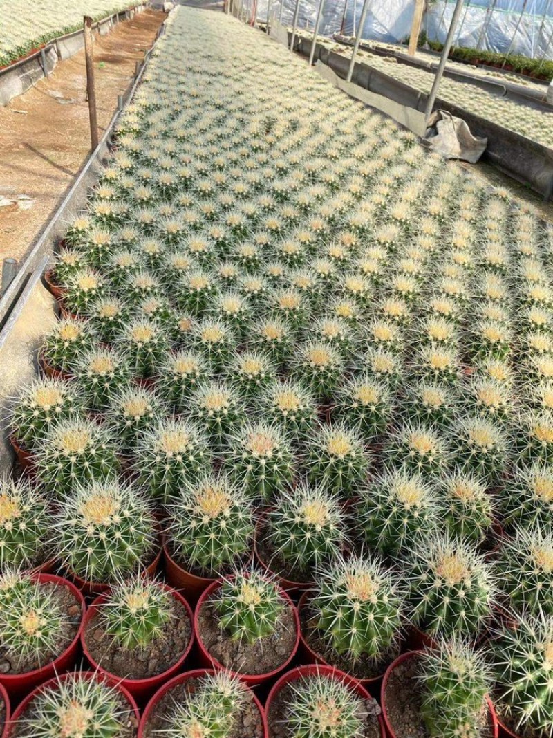 金虎仙人球大小规格整箱批发货源充足基地直供