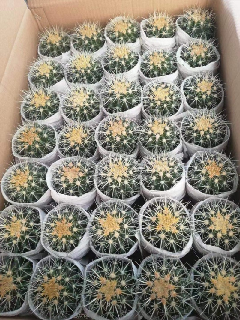 金虎仙人球大小规格整箱批发货源充足基地直供