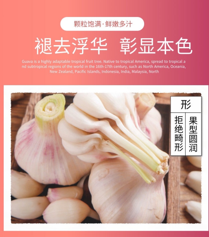 新鲜大蒜云南紫皮大蒜基地直销批发