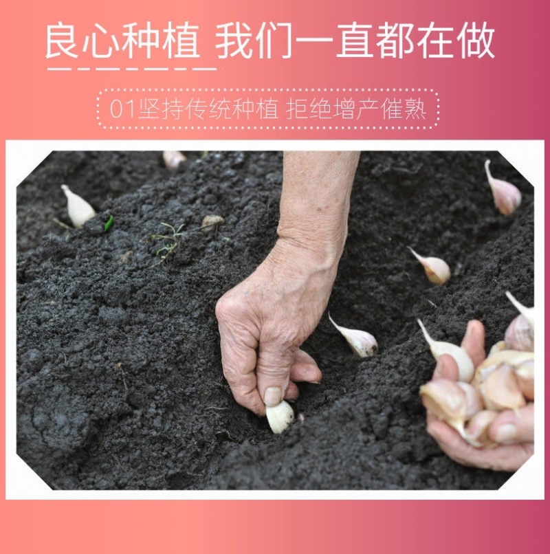 新鲜大蒜云南紫皮大蒜基地直销批发