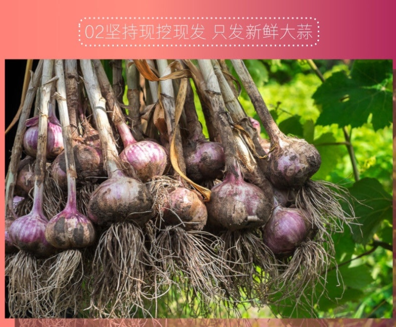 新鲜大蒜云南紫皮大蒜基地直销批发