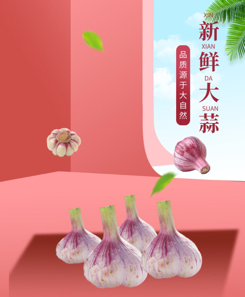 新鲜大蒜云南紫皮大蒜基地直销批发