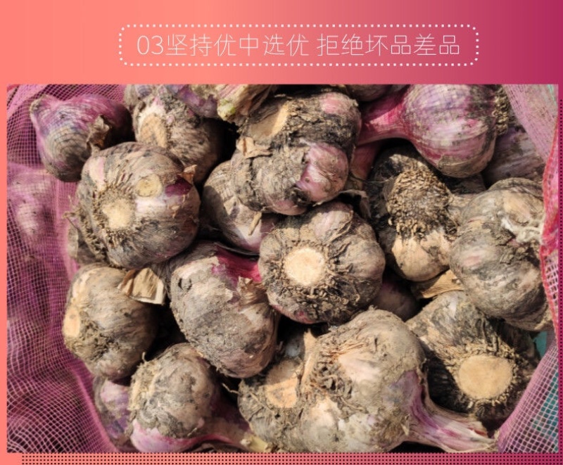 新鲜大蒜云南紫皮大蒜基地直销批发