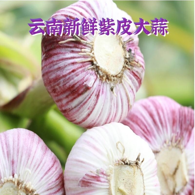 新鲜大蒜云南紫皮大蒜基地直销批发