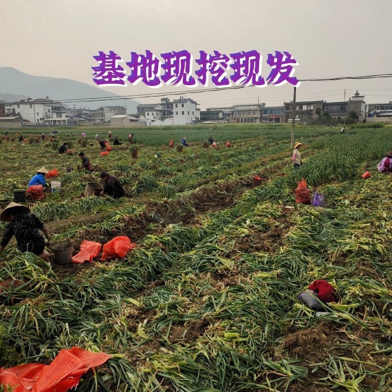 新鲜大蒜云南紫皮大蒜基地直销批发