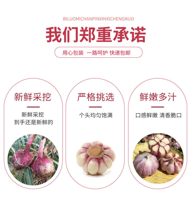 新鲜大蒜云南紫皮大蒜基地直销批发