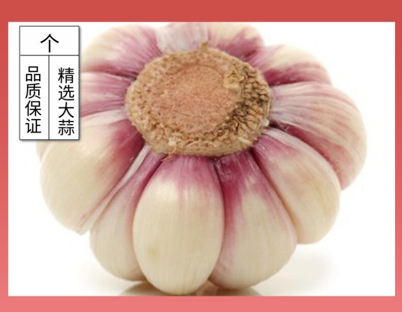 云南新鲜大蒜现挖现发