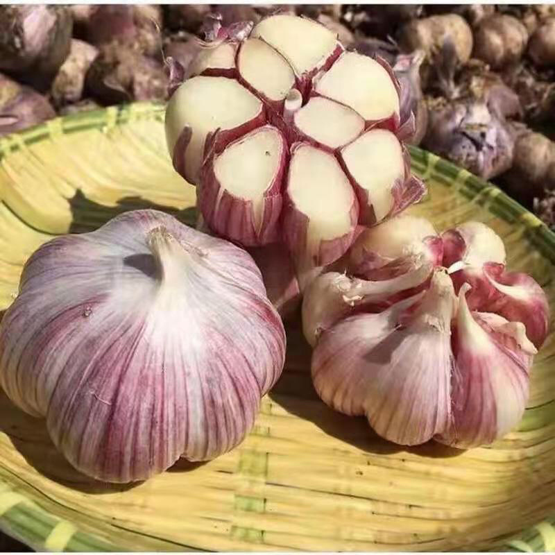 云南新鲜大蒜现挖现发
