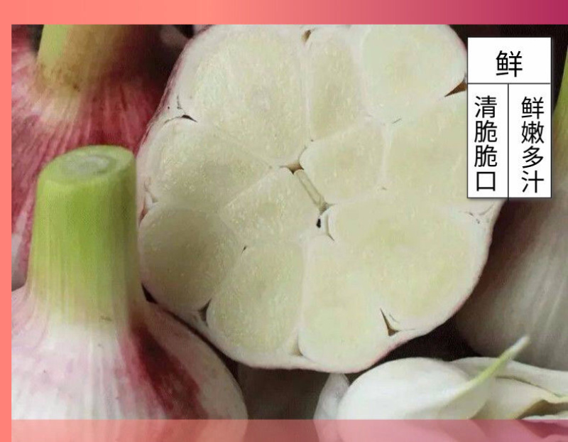 云南新鲜大蒜现挖现发