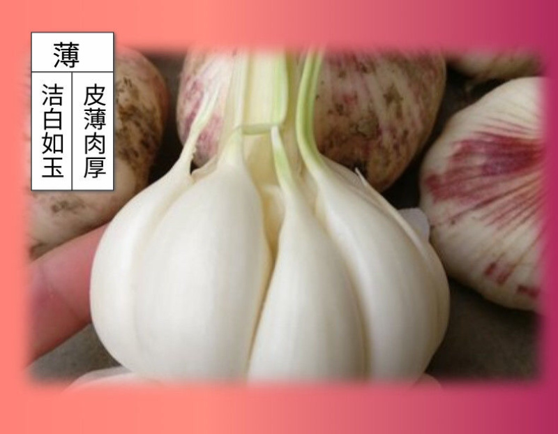 云南新鲜大蒜现挖现发
