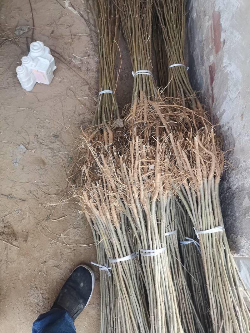 刺槐，大小规格齐全现要现起保成活率高，基地直供一手货源。