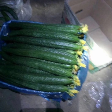 夏邑县万亩精品黄瓜开始大量上市，价格便宜，