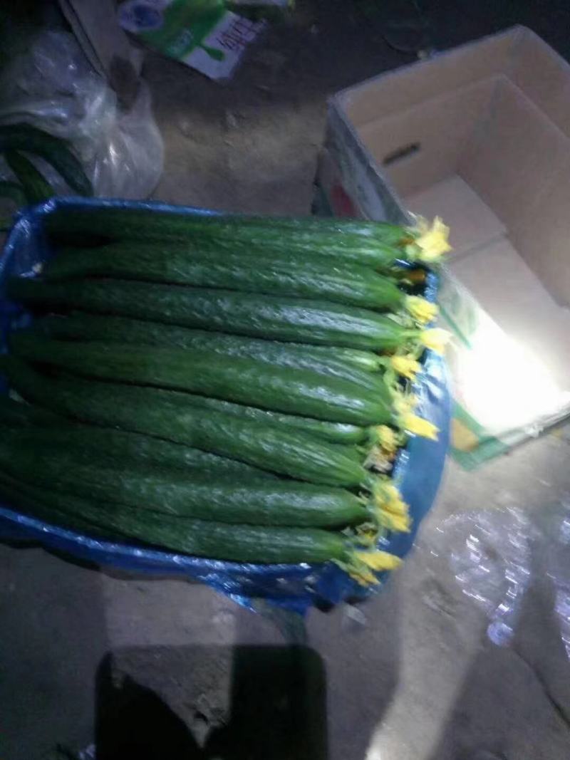 夏邑县万亩精品黄瓜开始大量上市，价格便宜，