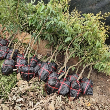 无核荔枝嫁接苗！新品种！好吃不上火！老人小孩都能吃的品种