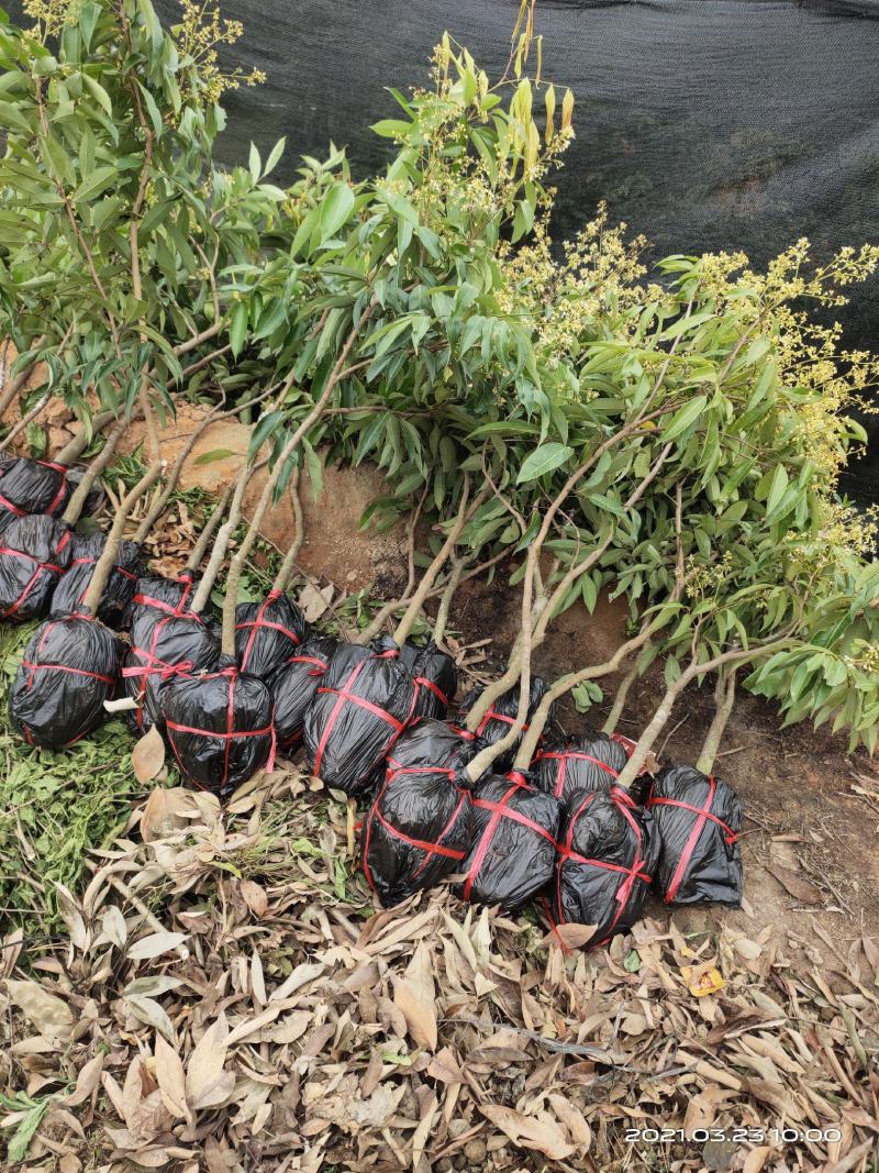 无核荔枝嫁接苗！新品种！好吃不上火！老人小孩都能吃的品种