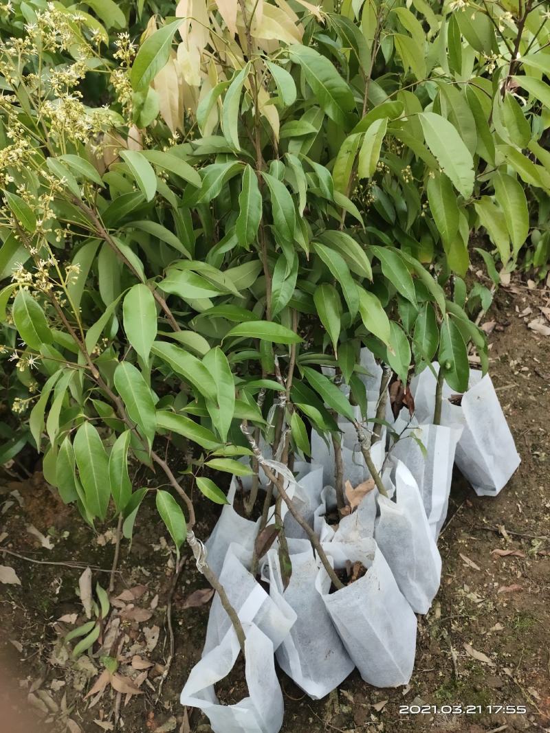 无核荔枝嫁接苗！新品种！好吃不上火！老人小孩都能吃的品种