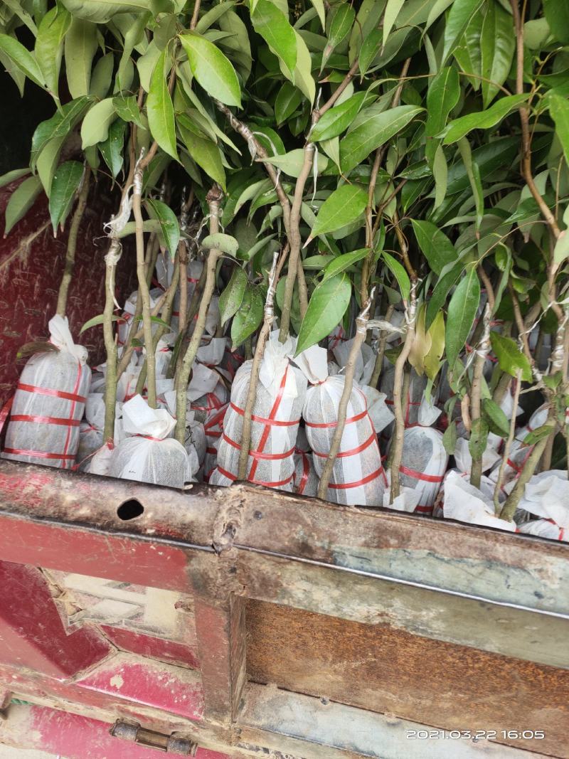 无核荔枝嫁接苗！新品种！好吃不上火！老人小孩都能吃的品种