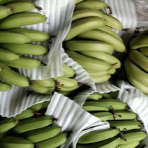 农家绿色香蕉自产自销售