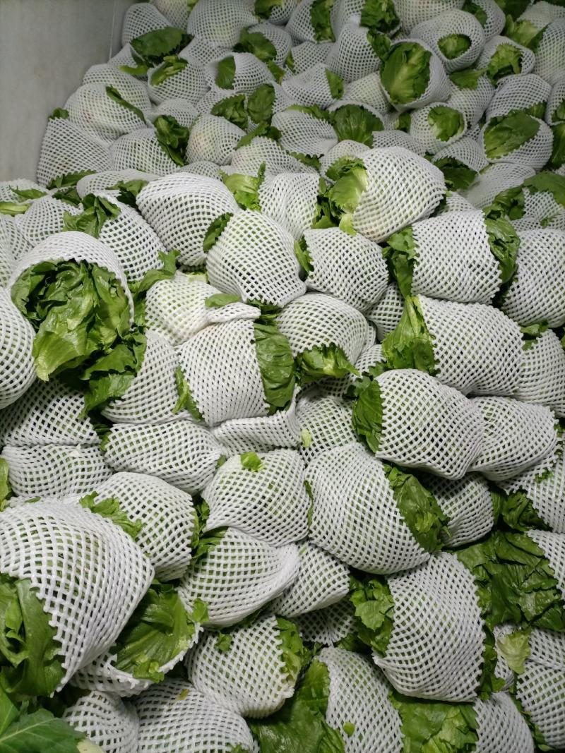 陕西精品圆生菜大量上市品质保证诚信经营对接批发商