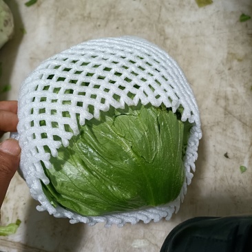 陕西精品圆生菜大量上市品质保证诚信经营对接批发商