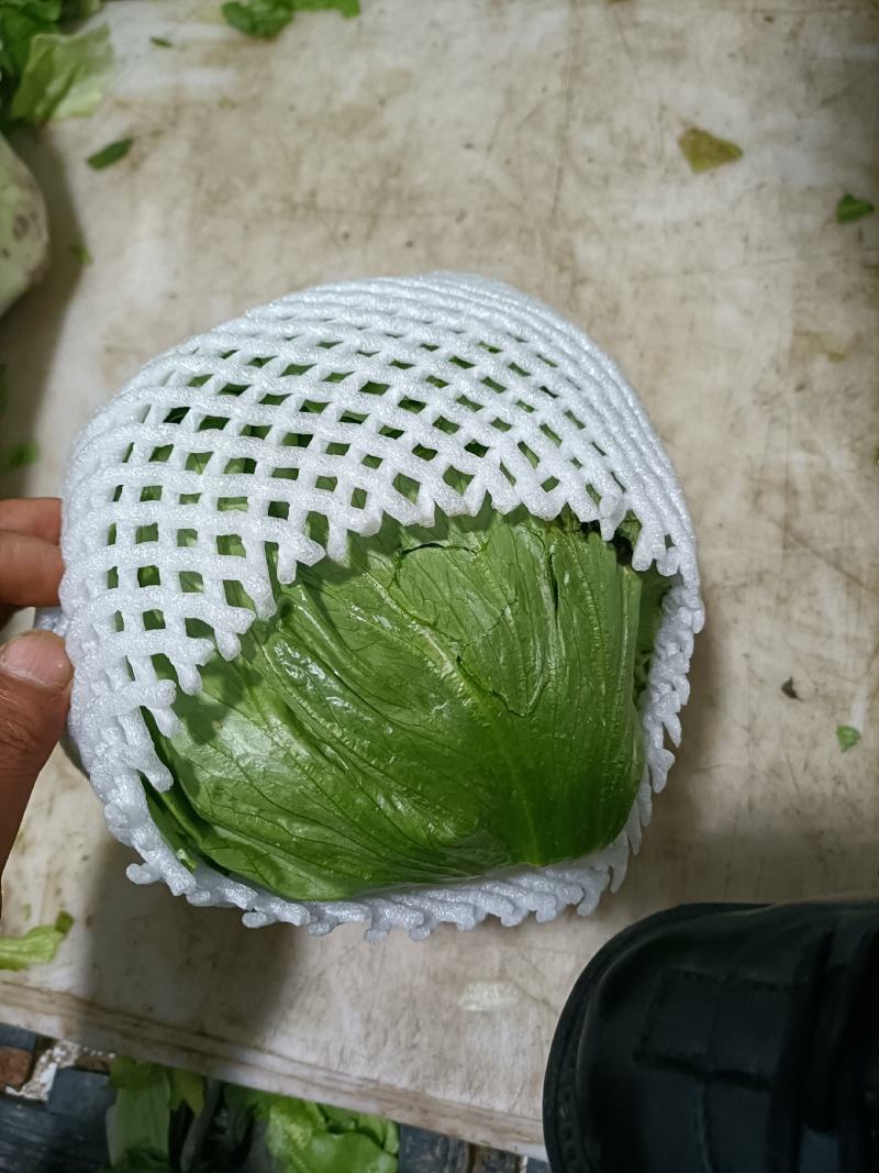 陕西精品圆生菜大量上市品质保证诚信经营对接批发商