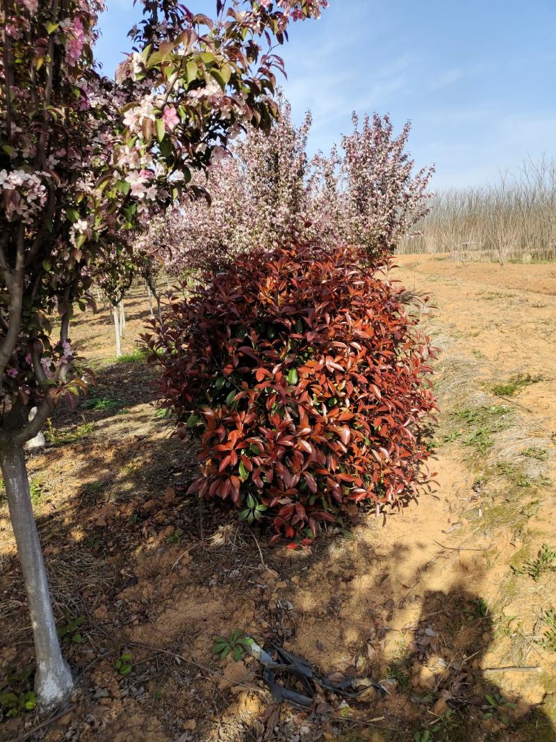 红叶石楠，苗圃常年大量供应红叶石楠球，红叶石楠苗