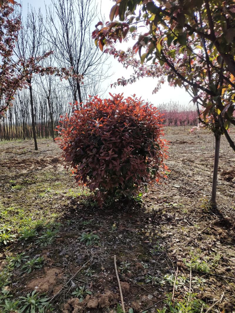 红叶石楠，苗圃常年大量供应红叶石楠球，红叶石楠苗