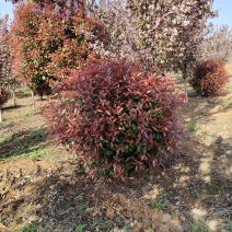 红叶石楠，苗圃常年大量供应红叶石楠球，红叶石楠苗