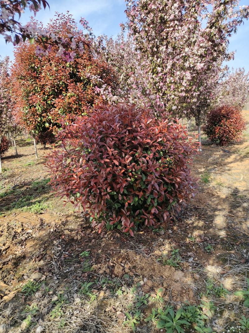 红叶石楠，苗圃常年大量供应红叶石楠球，红叶石楠苗