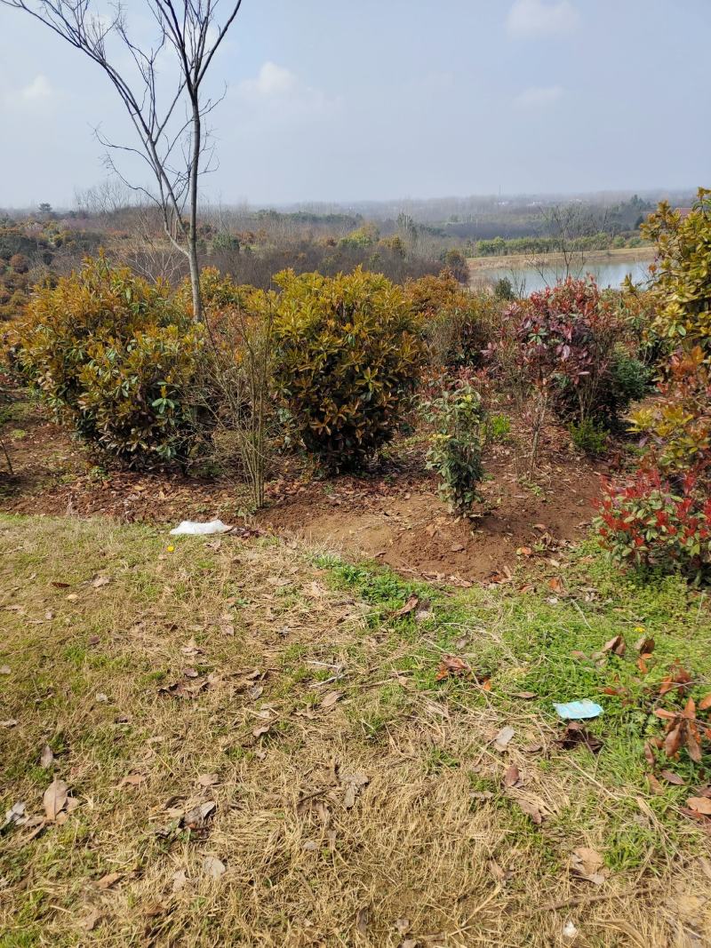 红叶石楠，苗圃常年大量供应红叶石楠球，红叶石楠苗