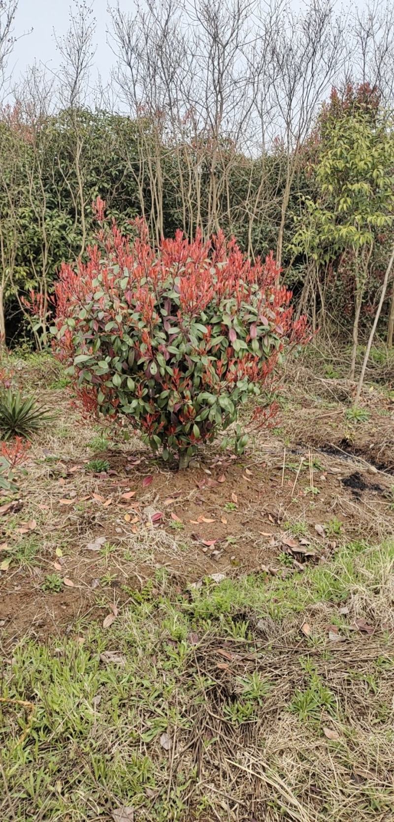 红叶石楠，苗圃常年大量供应红叶石楠球，红叶石楠苗