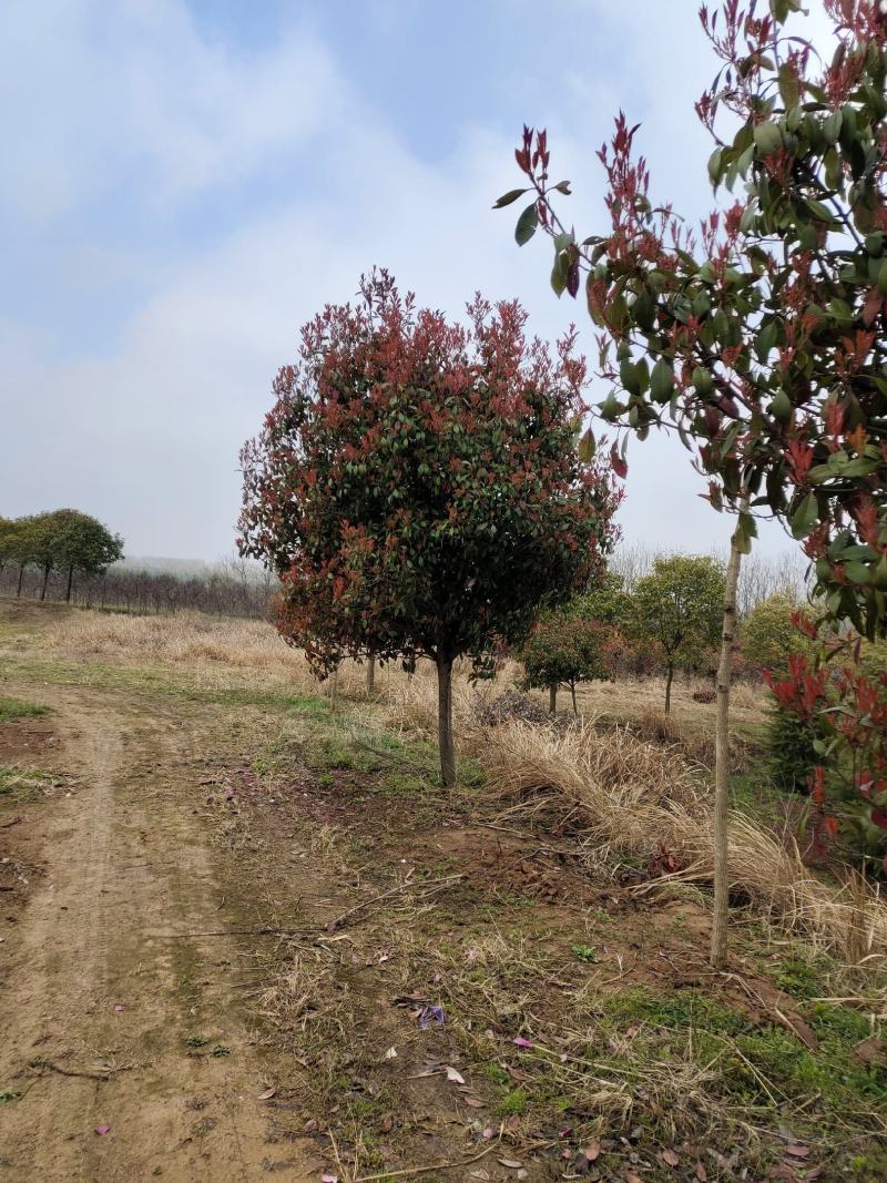 红叶石楠，苗圃常年大量供应红叶石楠球，红叶石楠苗