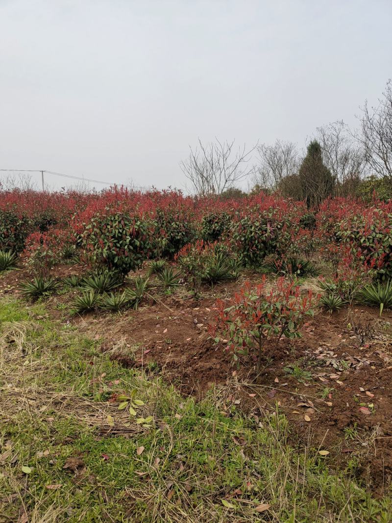 红叶石楠，苗圃常年大量供应红叶石楠球，红叶石楠苗