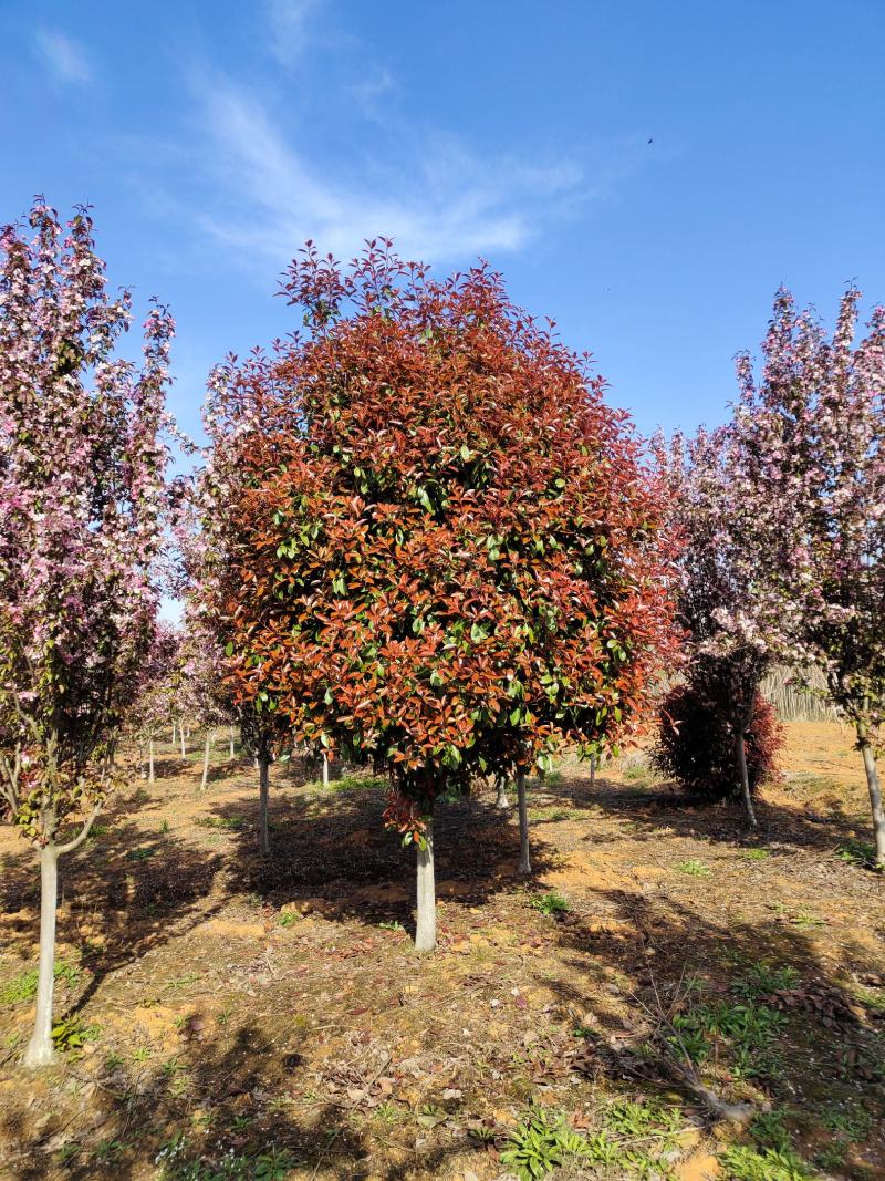 红叶石楠，苗圃常年大量供应红叶石楠球，红叶石楠苗