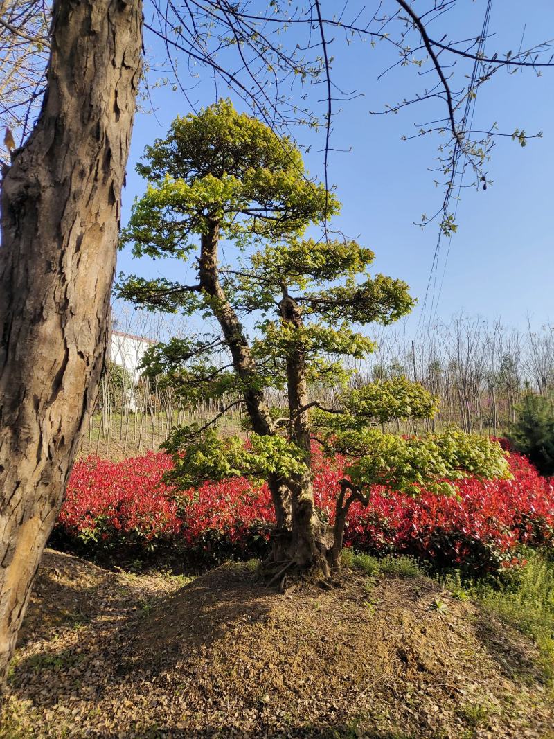 三角枫，三角枫造型(古桩三角枫.丛生三角枫.)