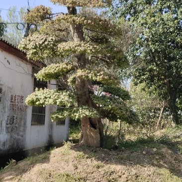 三角枫，三角枫造型(古桩三角枫.丛生三角枫.)